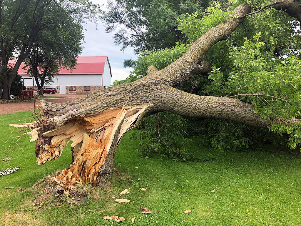 stump removal